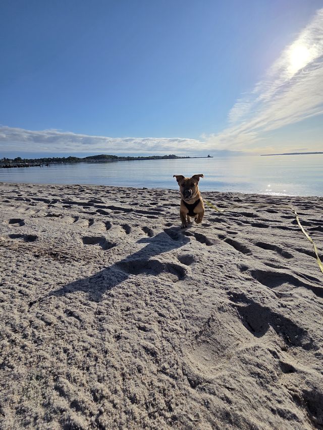 fellengel_mütyür_08