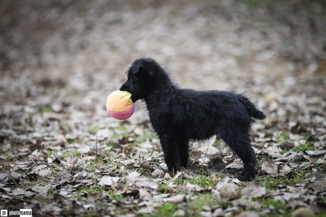 fellengel-little-hugo-1