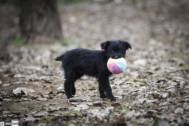 fellengel-little-hugo-2