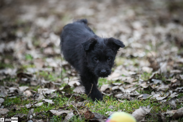 fellengel-little-hugo-4