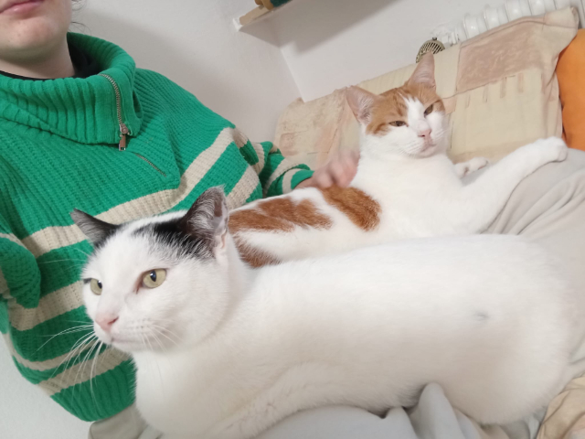 fellengel-niklas-und-toufas