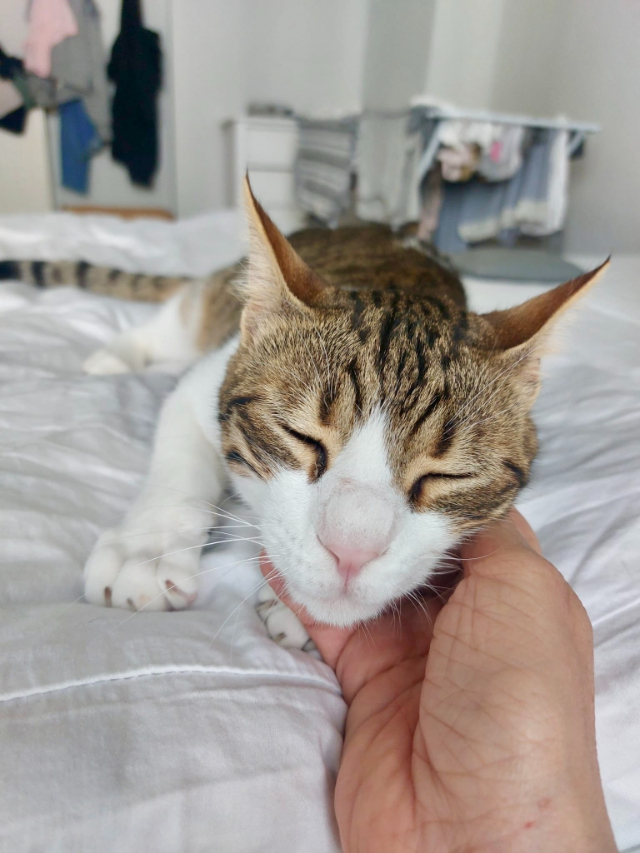 fellengel-sparky-2-1