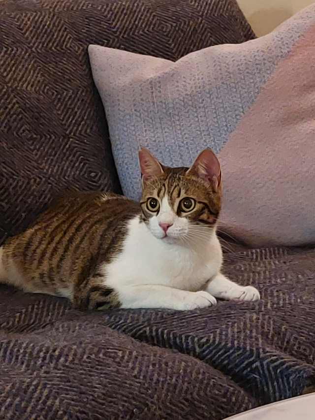 fellengel-sparky-2-3