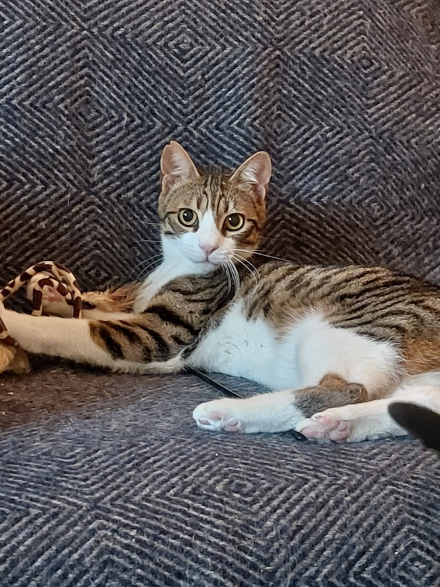 fellengel-sparky-2-4