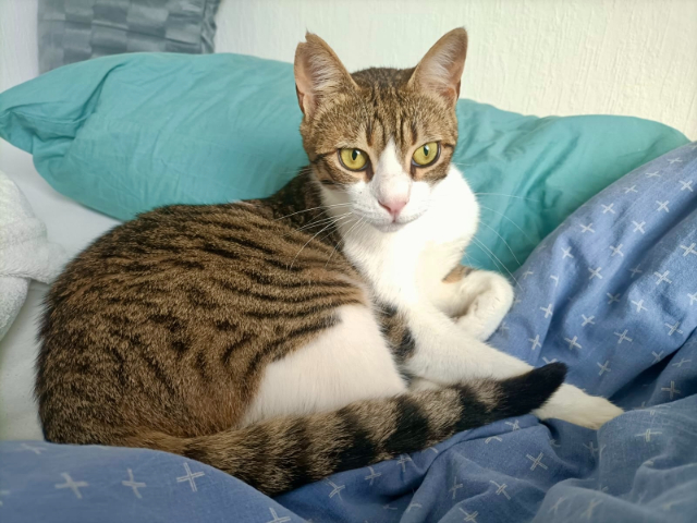 fellengel-sparky-2-5