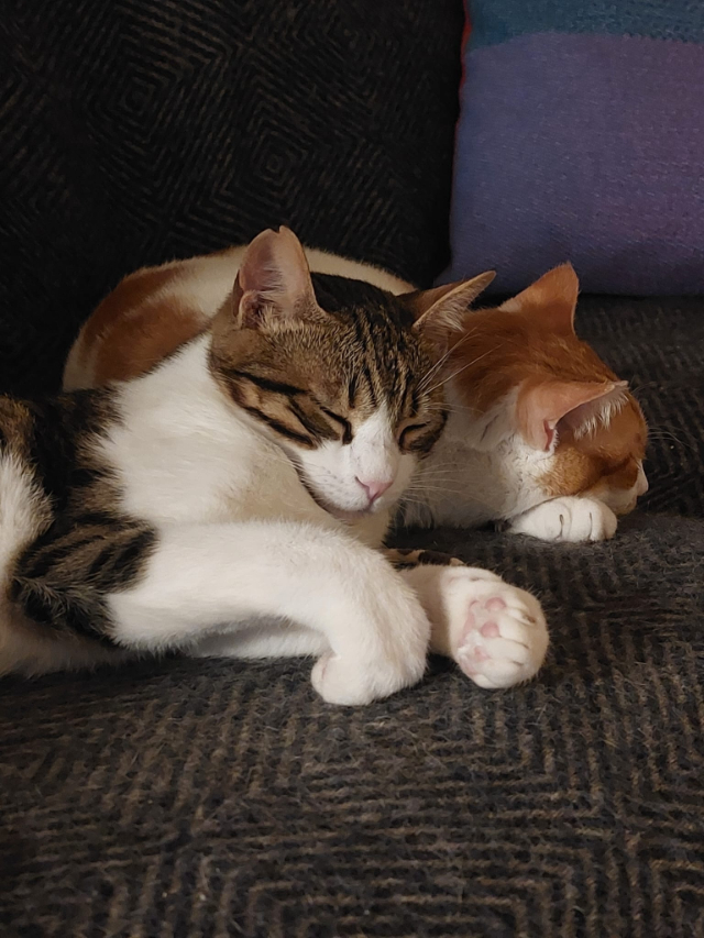 fellengel-sparky-pepino-2