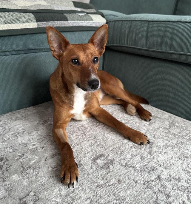 fellengel_brenda_titel