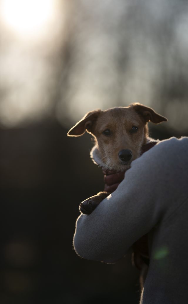 fellengel_littleanna