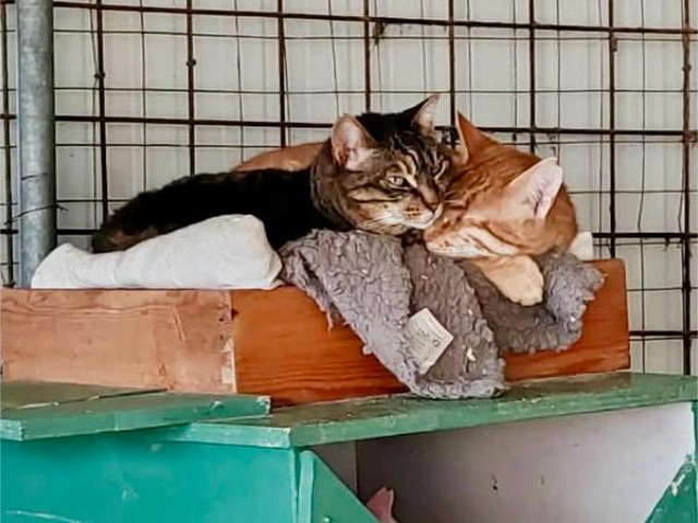 fellengel_lucia&laki_1