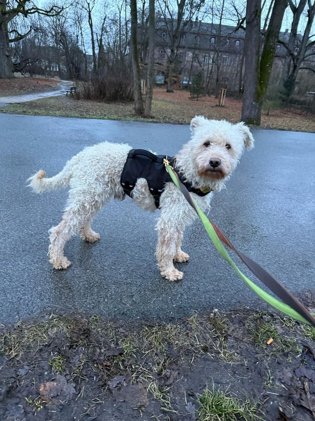 fellengel_snowball_03