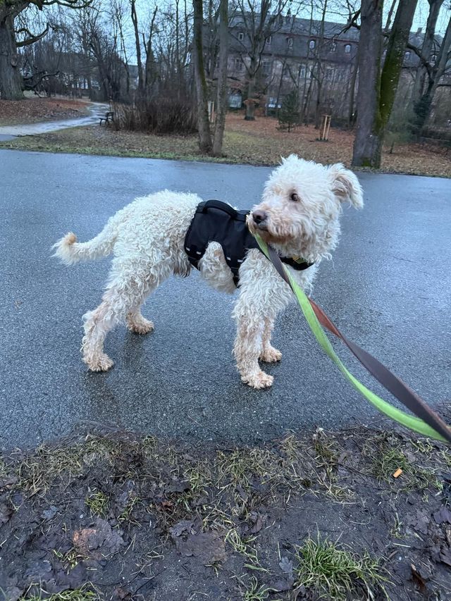 fellengel_snowball_04