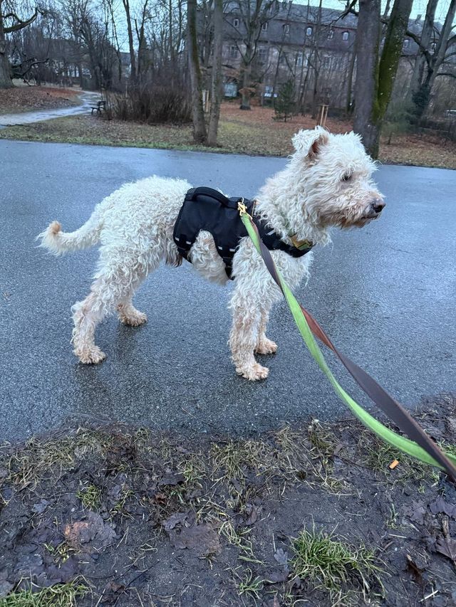 fellengel_snowball_05