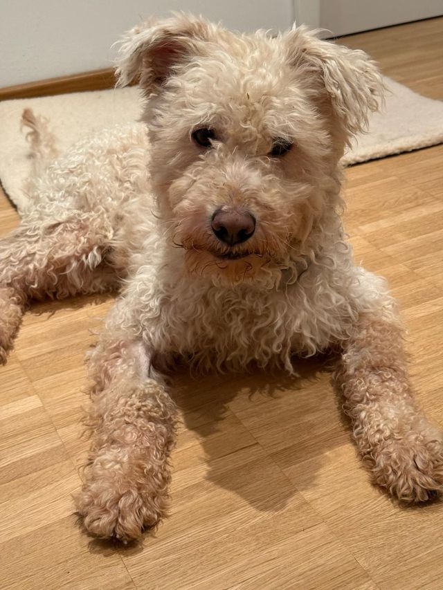 fellengel_snowball_06