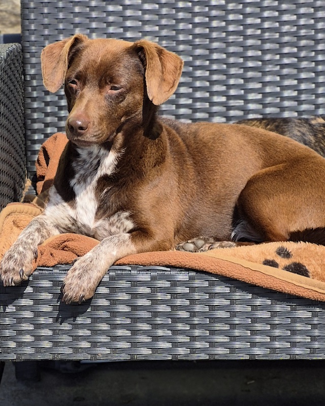 fellengel-melanie-31