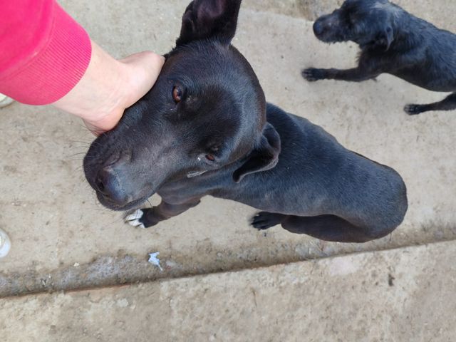 fellengel_amoulette_02