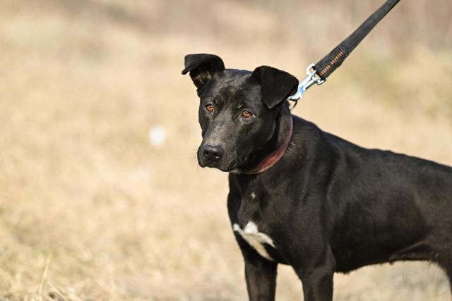 fellengel_amoulette_03