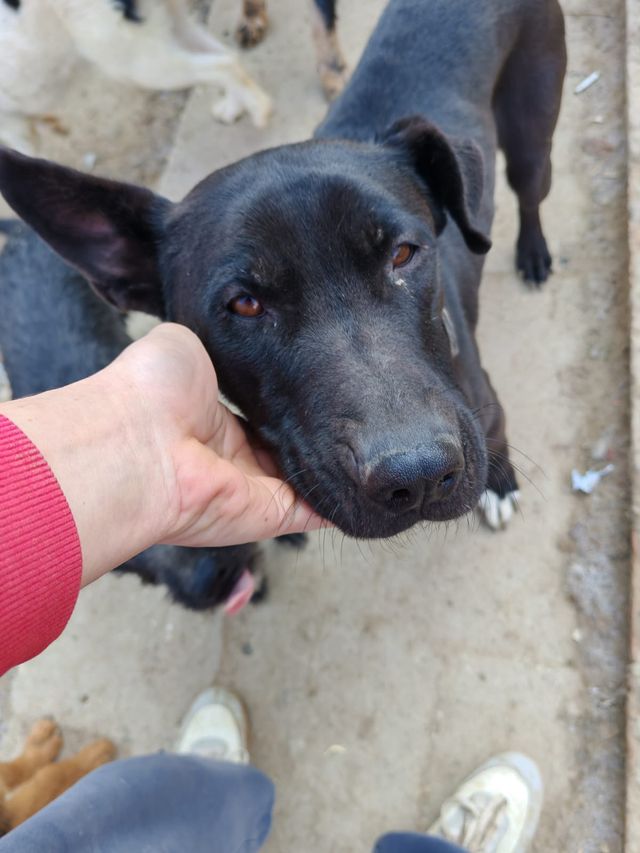 fellengel_amoulette_03