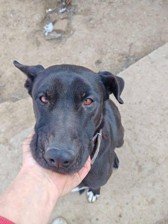 fellengel_amoulette_04