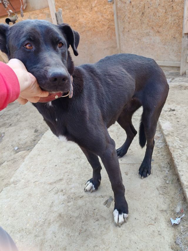 fellengel_amoulette_06