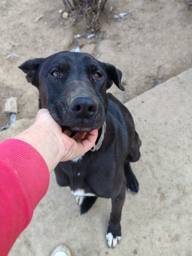 fellengel_amoulette_08