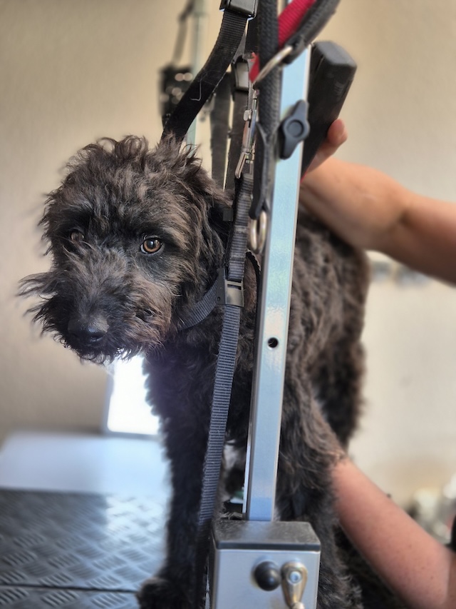 fellengel_little_pepe1