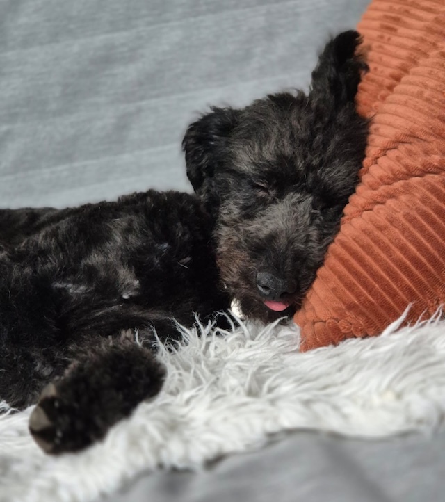 fellengel_little_pepe1