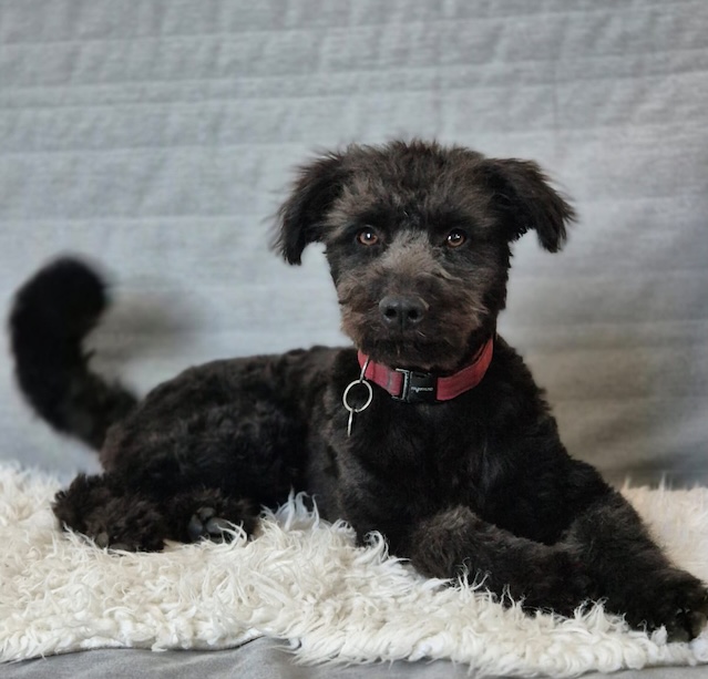 fellengel_little_pepe2