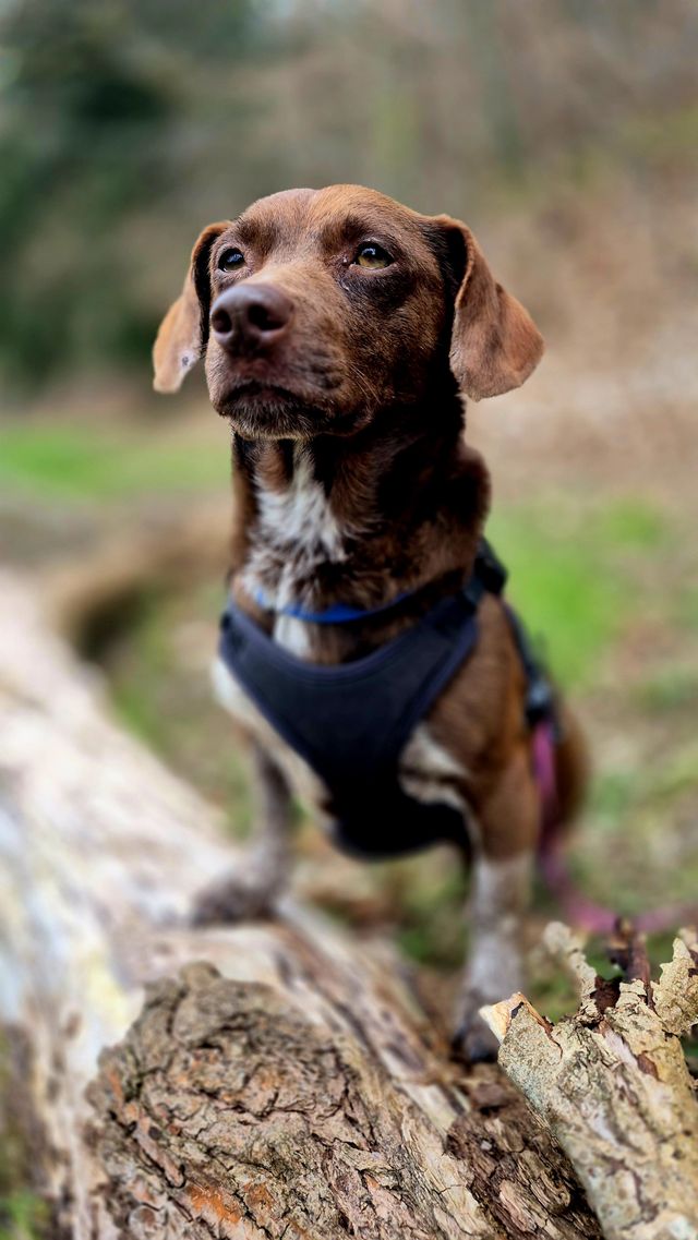 fellengel_melanie_02