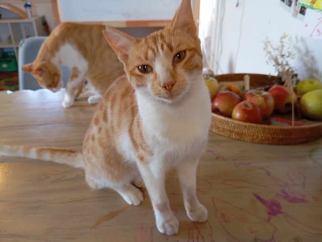 fellengel-pagourina-1