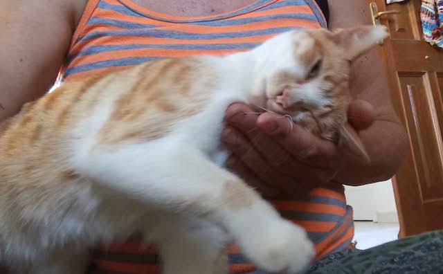 fellengel-pagourina-2