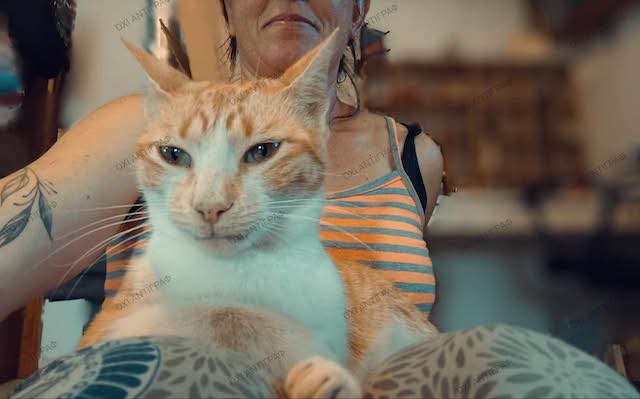 fellengel-pagourina-3