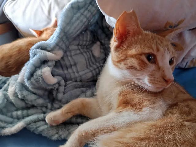 fellengel-pagourina-4