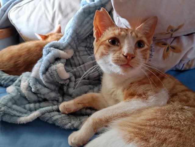 fellengel-pagourina-5