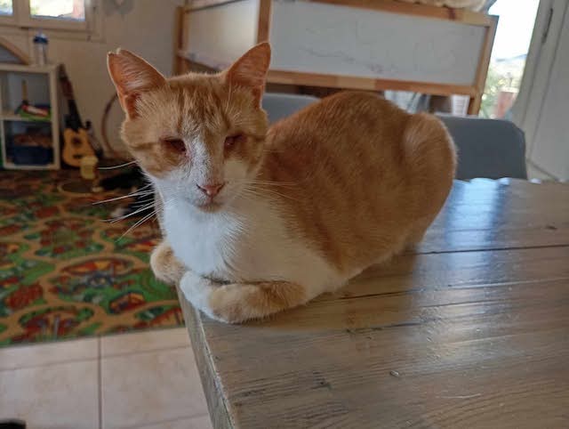 fellengel-pagourina-6