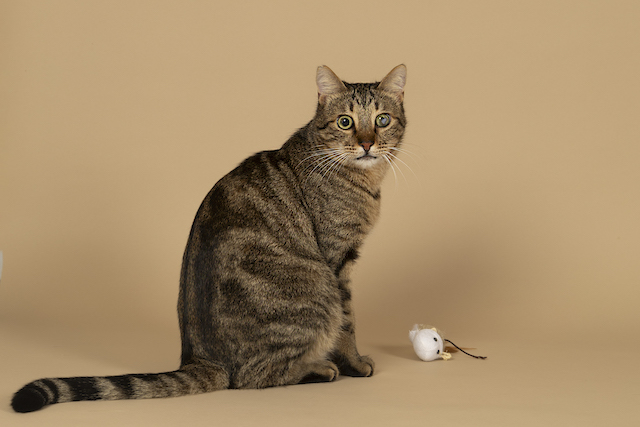 fellengel_bebe_kevin_1