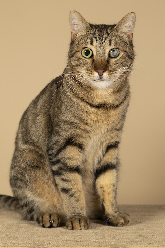 fellengel_bebe_kevin_14