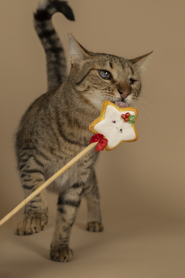 fellengel_bebe_kevin_15