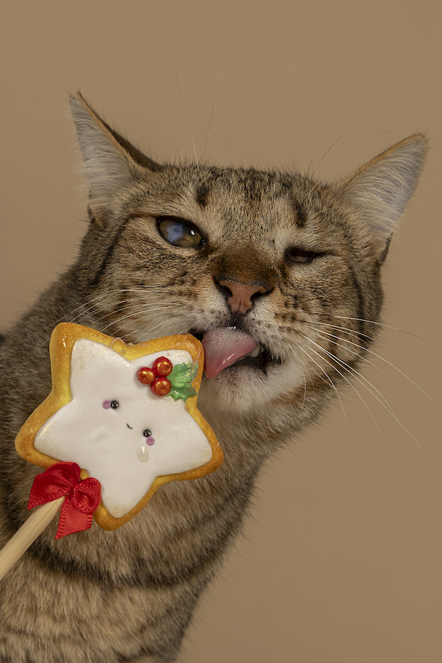 fellengel_bebe_kevin_16