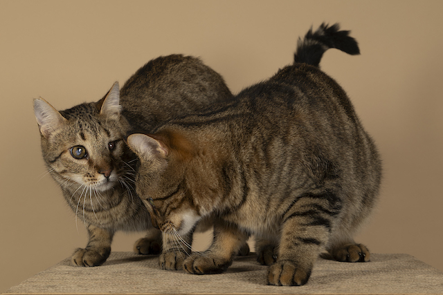 fellengel_bebe_kevin_18