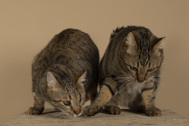 fellengel_bebe_kevin_19