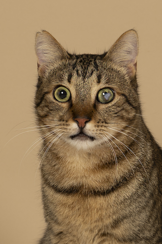 fellengel_bebe_kevin_2