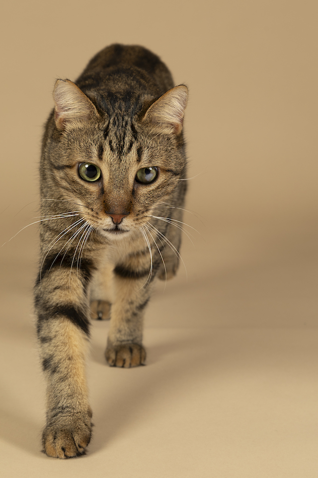 fellengel_bebe_kevin_3