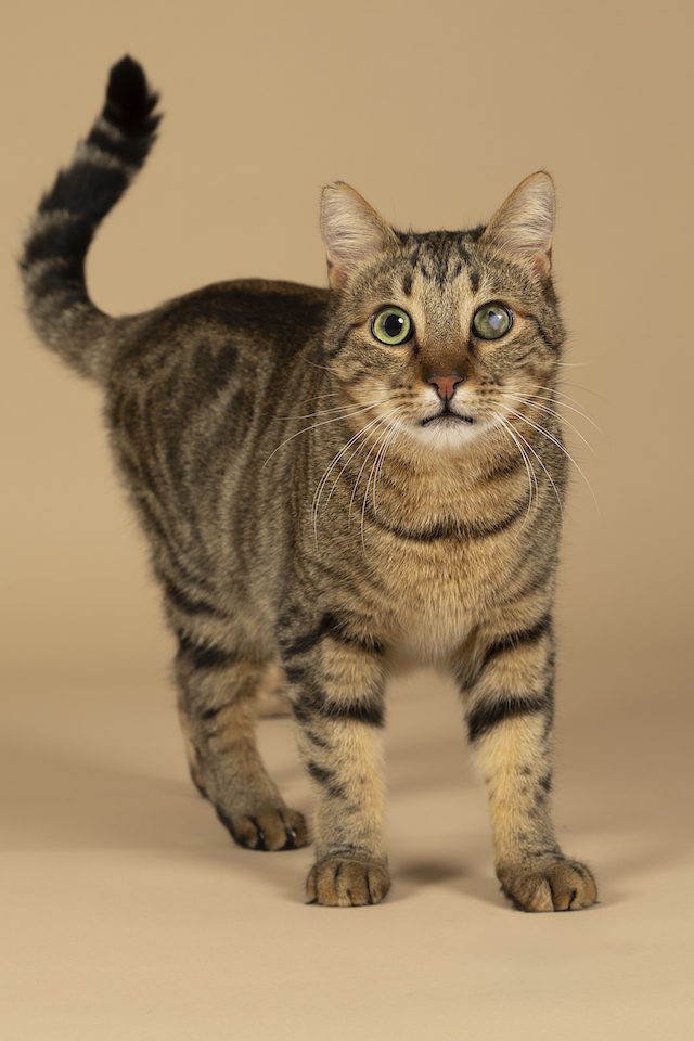 fellengel_bebe_kevin_4