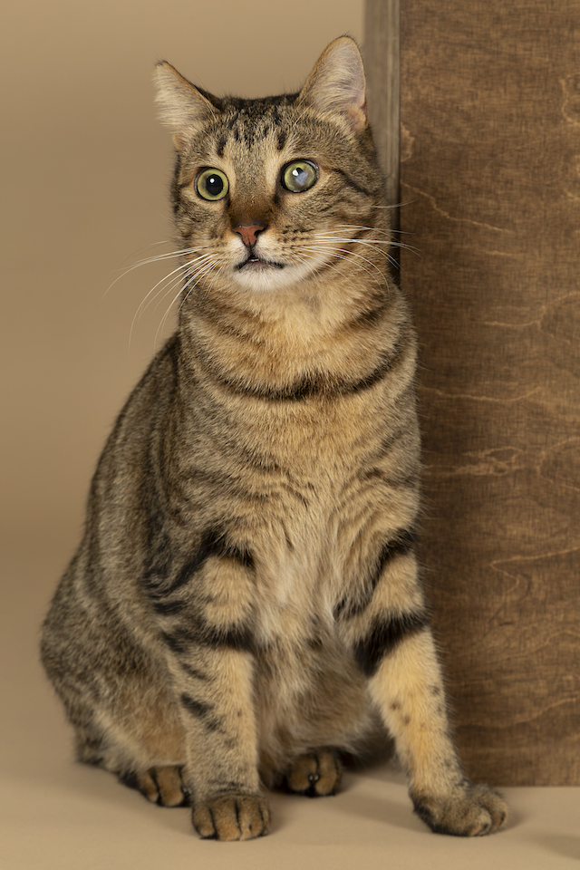 fellengel_bebe_kevin_5