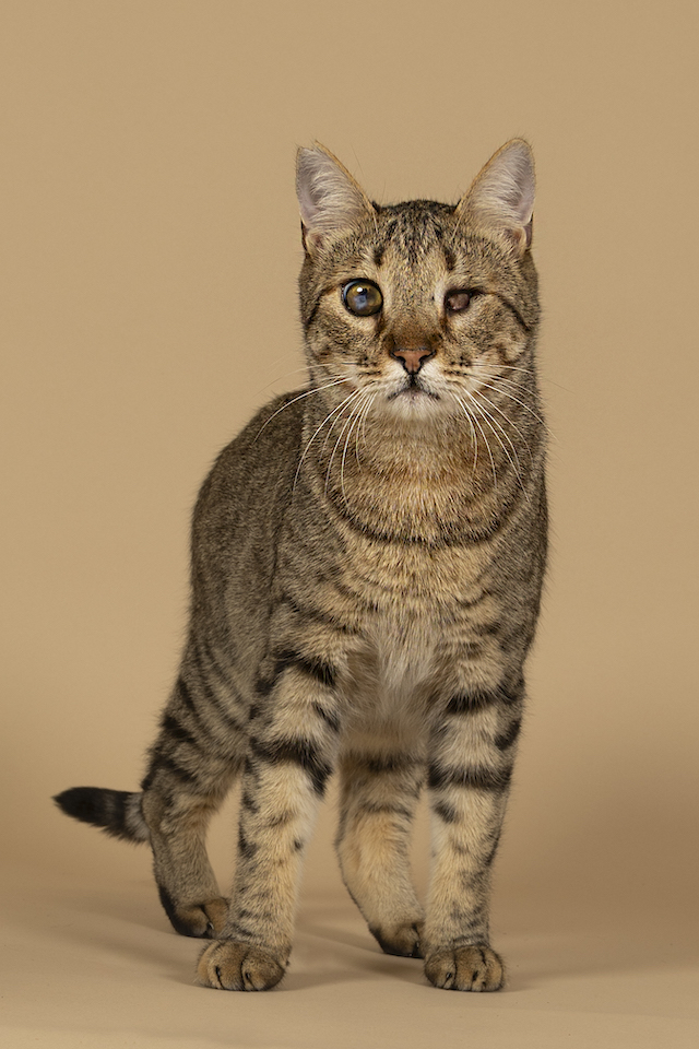 fellengel_bebe_kevin_6