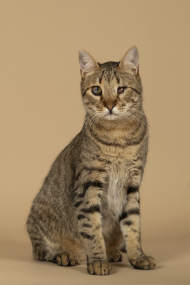 fellengel_bebe_kevin_7