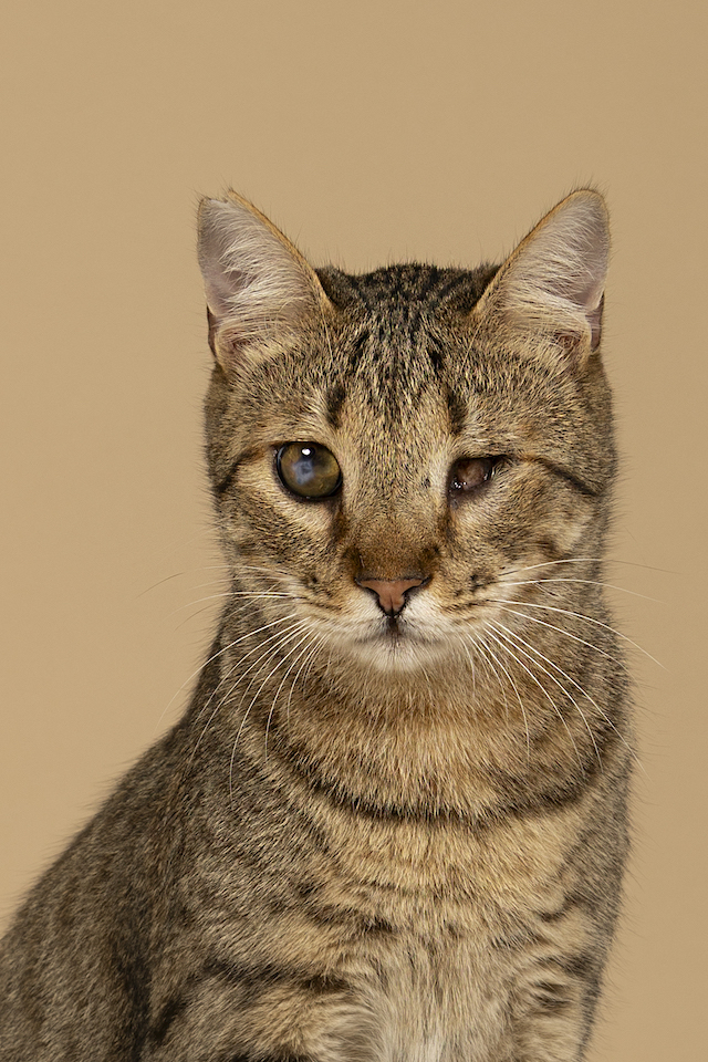 fellengel_bebe_kevin_8