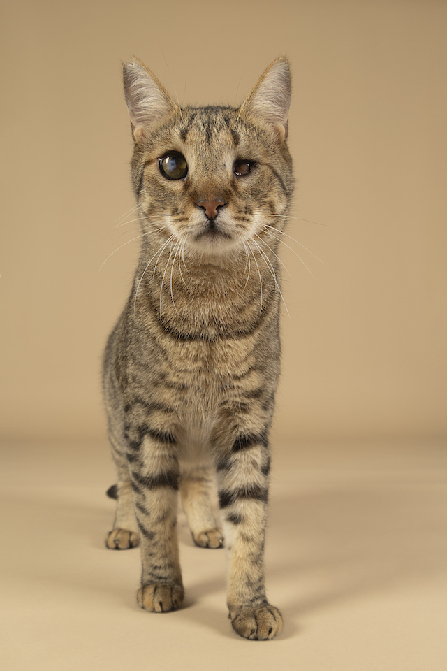 fellengel_bebe_kevin_9