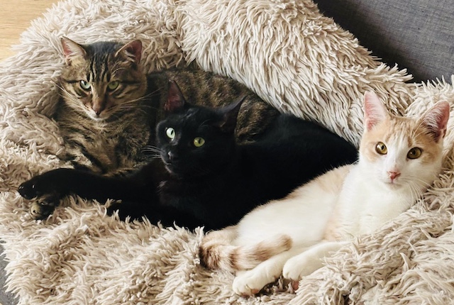 fellengel_eggie_rancho_vagos