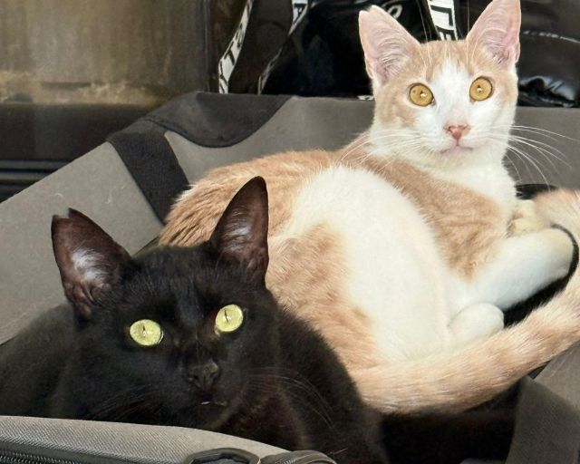 fellengel_eggie_vagos